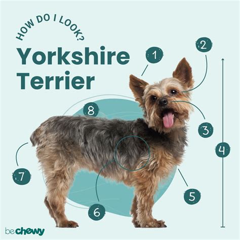 yorkie anatomy|yorkie dog characteristics.